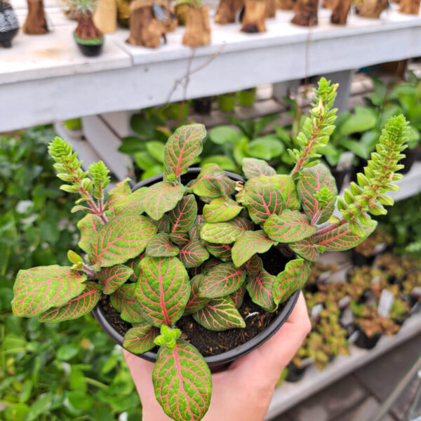 Fittonia Red Veins