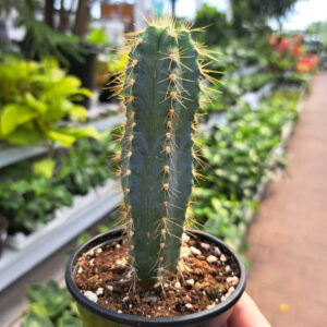 Cactus Azureus
