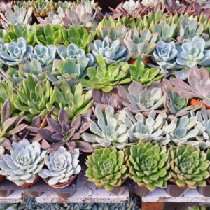 Echeveria assorties