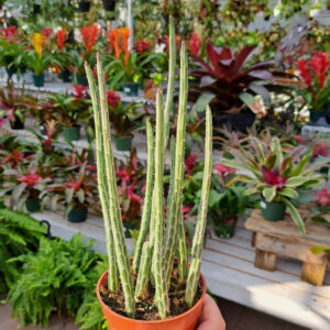 Senecio Stapeliiformis