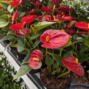 Anthurium