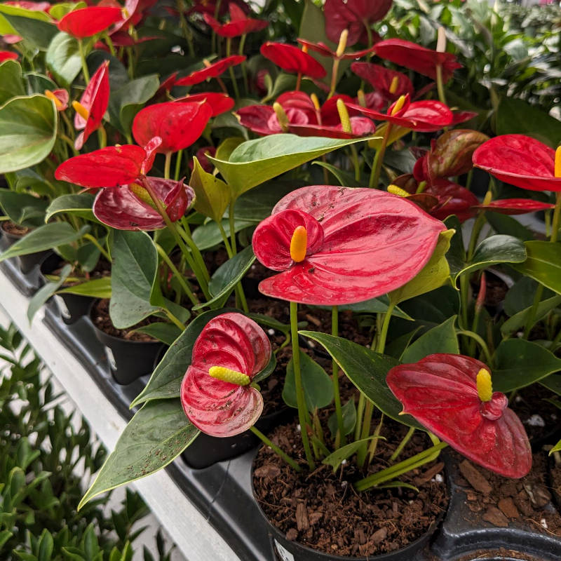 Anthurium
