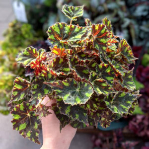 Begonia Rex