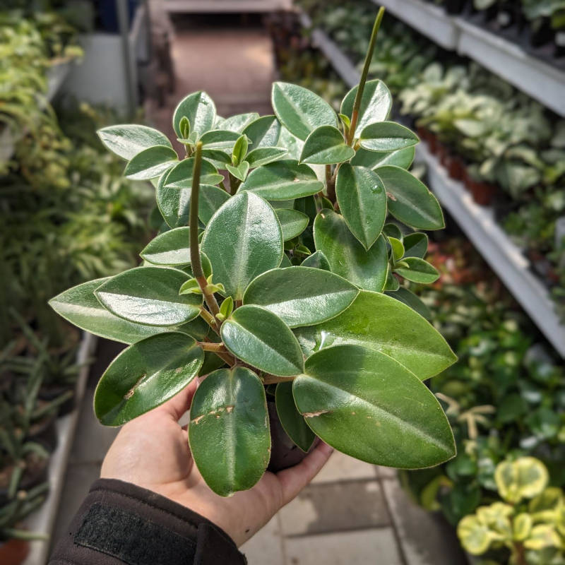Peperomia Amigo