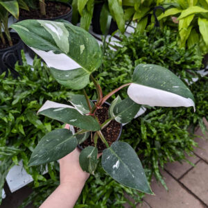Philodendron White Princess