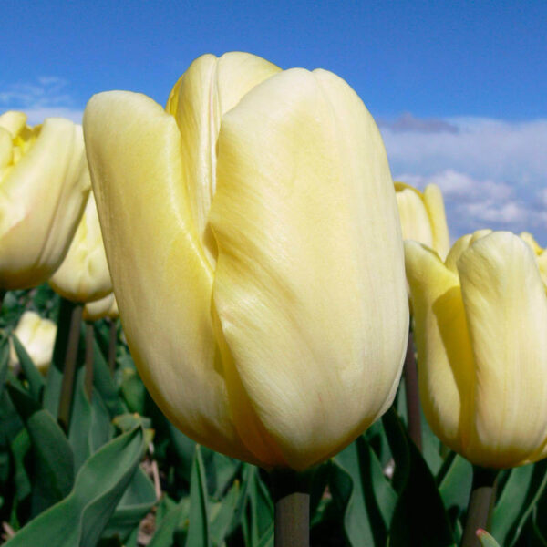Tulipe Cream Flag