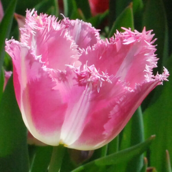 Tulipe Fancy Frills