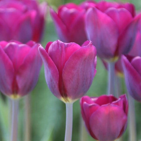 Tulipe Purple Lady
