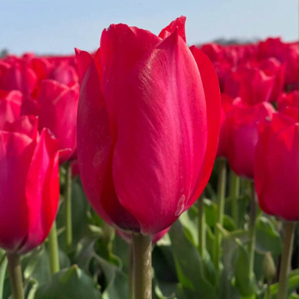 Tulipe Spryng Tide