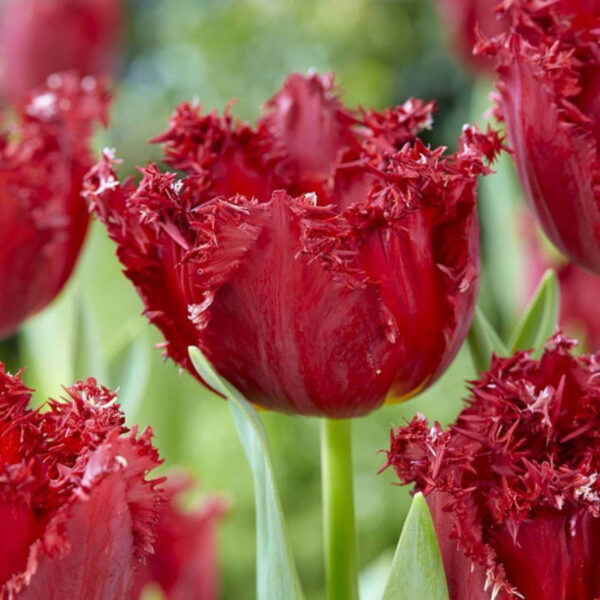 Tulipe Versaci