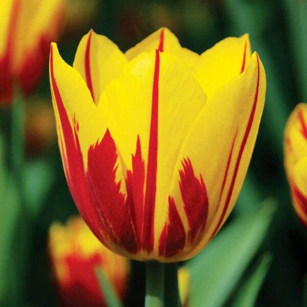 Tulipe Washington