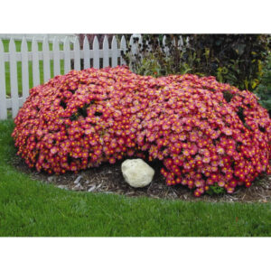 Chrysanthème Mammoth Coral