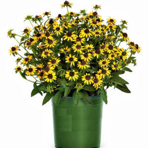 rudbeckia little gold star