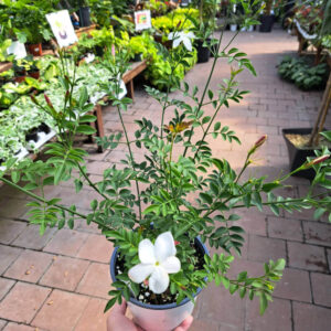 Jasminum Officinale Jasmin Blanc