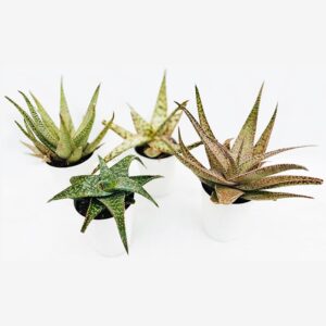 Aloe vera miniatures