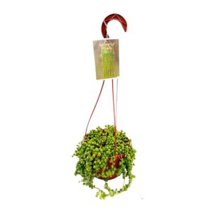 Senecio chaine de coeur