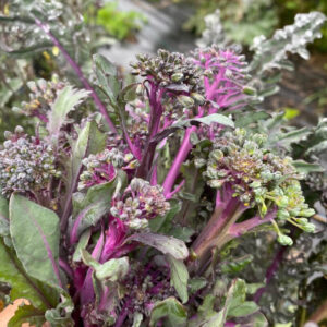 Brocoli Purple Peacock