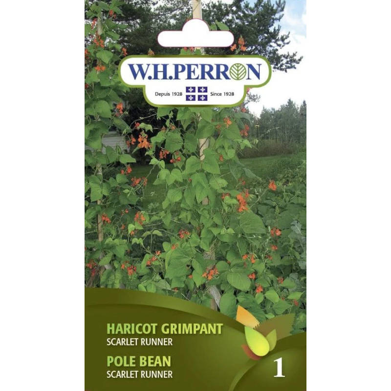Haricot Grimpant Scarlet Runner 69-5350