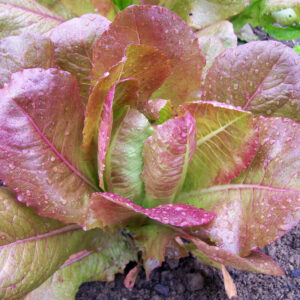 Laitue Rouge d'Hiver