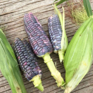 Maïs Sucré Blue Jade