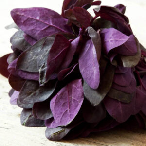 Orach Magenta Épinard des Montagnes