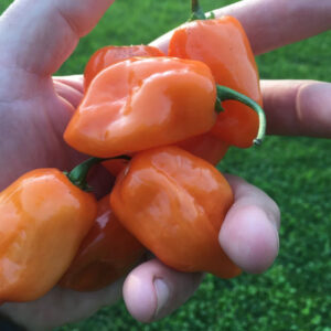 Piment Fort Habanero Orange