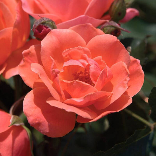 Rosier Coral Knock Out