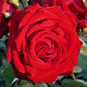 Rosier Crimson Cascade