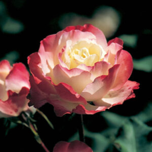 Rosier Delany Sisters