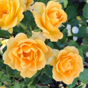 Rosier Honey Perfume