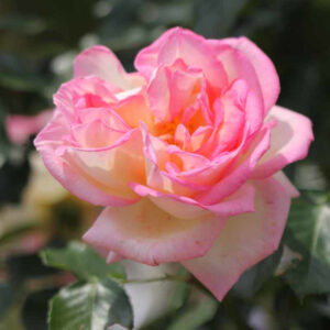 Rosier Princesse de Monaco