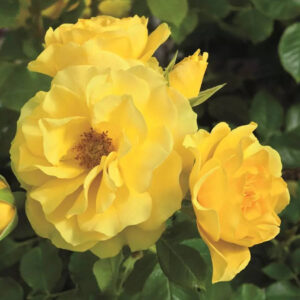 Rosier Sparkle and Shine