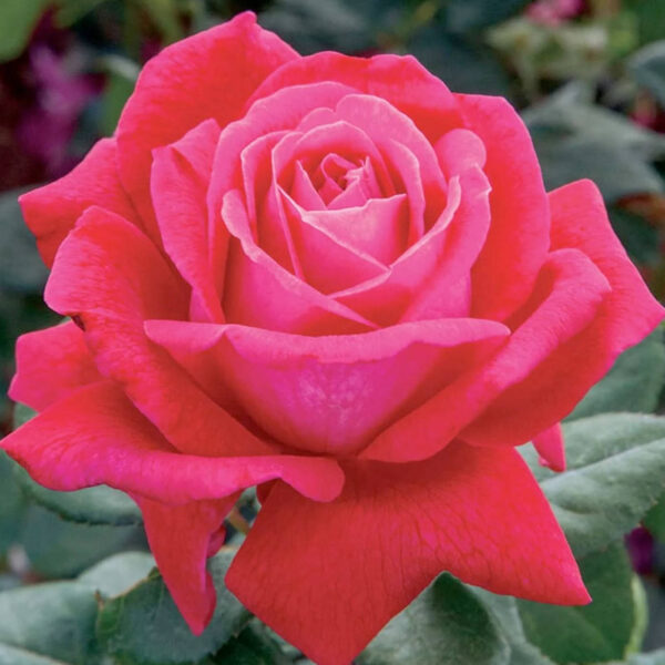 Rosier Sweet Spirit Rose