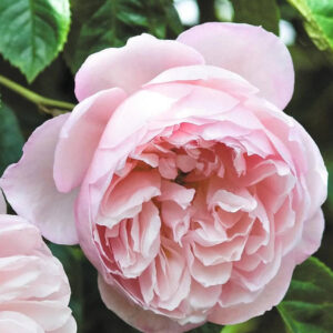 Rosier the generous gardener, david austin