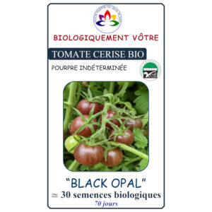 Tomate Cerise Black Opal