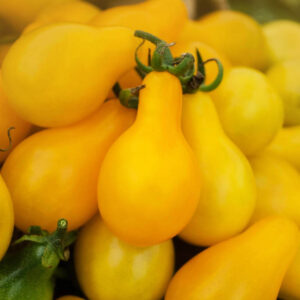 Tomate Yellow Pear
