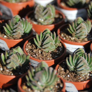 Crassula Buddha's Temple