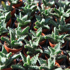 Faucaria Tubercula