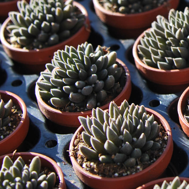 Echeveria Yunnanensis