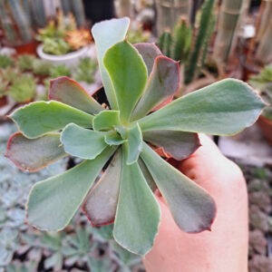 Echeveria Purple Dance