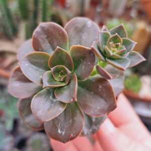 Echeveria Melaco