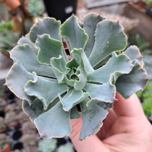 Echeveria Rosea
