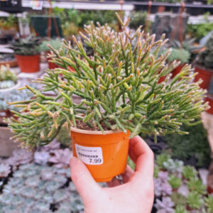 Hatiora Salicornioide