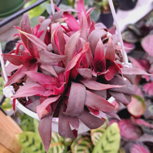 Crassula Orbicularis