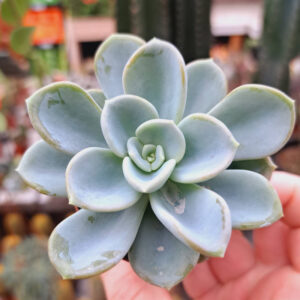 Echeveria Orpet