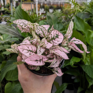 Hypoestes Polka Dot