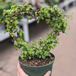 Crassula Nain Jade en coeur