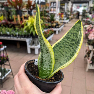 Sansevieria Robusta