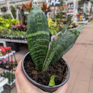 Sansevieria Superba