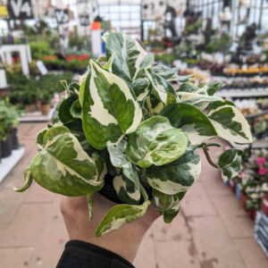 Pothos Pearl and Jade Mini